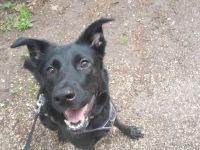 Labrador Schäferhund Mischling