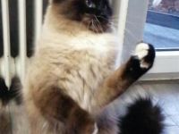 DECKKATER HEILIGE BIRMA