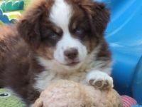 Mini /miniature Australian Shepherd Welpen