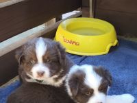 Mini /miniature Australian Shepherd Welpen