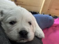 Reinrassige, weiße Golden Retriever Welpen mit Papieren