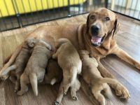 🐾 5 Foxred Labrador Welpen suchen liebevolles Zuhause 🏡❤️
