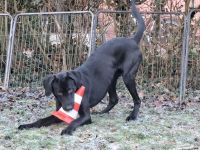 Junghund sucht Zuhause