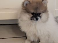 Wundervolle Pomeranian Zwergspitz Welpen