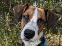 Junger, lauffreudiger, bunter Rüde,