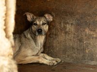 Janeiro sucht ein vertrauensvolles Zuhause.