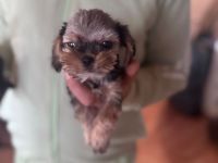 Kleinbleibende Yokshire - Piginese welpen