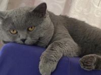 Deckkater Bkh im Blau