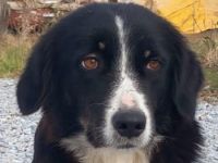 Lascaria, geb. ca. 12/2021, lebt in GRIECHENLAND, auf einer privaten Pflegestelle