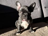 Französische Bulldogge Welpen