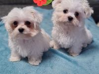 2 wunderschöne Malteser Welpen mit Stammbaum