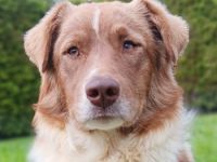 Karma, geb. ca. 06/2024, lebt auf einer Pflegestelle in 53639 Königswinter