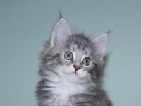 Maine Coon Mädchen mit gutem Stammbaum 7 Wochen ab März