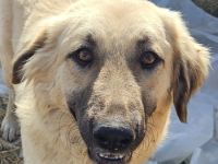 Hermine Granger und Fleur Delacour, geb. ca. 12/2023, lebt in GRIECHENLAND