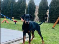 Dobermann sucht neues Zuhause