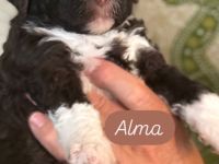 Lagotto Romagnolo Welpen!