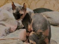 Sphynx Katze n Kind sucht ein neues Zuhause