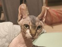 Sphynx Katze n Kind sucht ein neues Zuhause