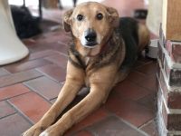 Hallo, ich bin Cecile! Adopt. Don´t shop!