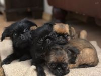 Belgische Griffon-Welpen