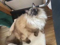 Schmusiger Birma sucht liebevolles Zuhause