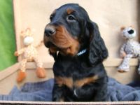 Gordon Setter Welpen mit Papieren