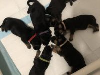 Reinrassige Deutsche Schäferhundwelpen zu verkaufen