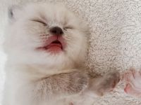 Reinrassige BKH Kitten