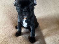 Französiche Bulldogen