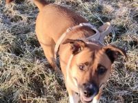 Amy (Australian-Sheperd-Stafford-Mix)