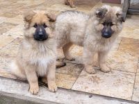 Welpen Mischlinge (Harzer Fuchs-Mix), noch drei Rüden