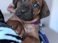 Rhodesian Ridgeback Welpen