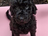 2 weibliche Großpudelwelpen aus VDH Zucht suchen ihren Lieblingsmenschen - Hündinnen