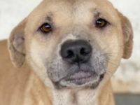 Coco, geb. ca. 07/2022, lebt in GRIECHENLAND, auf einer privaten Pflegestelle