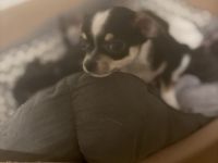 4 wunderschöne Chihuahua Welpen suchen ein neues zuhause