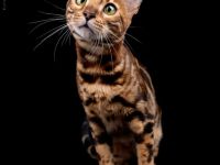 Zuchtkatze sucht neues Zuhause - Zuchtverkleinerung