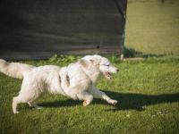 Wer schenkt Elliot ein Zuhause?