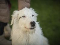 Wer schenkt Elliot ein Zuhause?