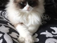 Suche Ragdollmädl / Kitten blue point