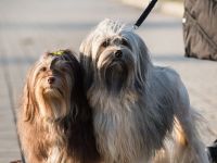 Wurfplanung Löwchenwelpen/Planned puppies