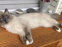 Heilige Birma Deckkater