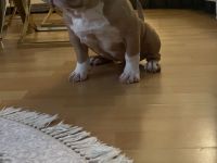 American Bully weiblichen
