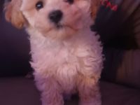 Maltipoo kaufen & verkaufen Hunde kaufen Snautz.de