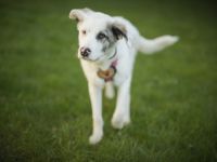 Wer schenkt Tapio ein Zuhause?