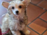 Chinesischer Schopfhund Powderpuff Welpe Hündin