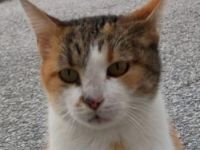 Isabella, geb. ca. 01/2022, lebt in GRIECHENLAND, auf einer privaten Pflegestelle