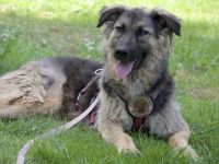 Cosima sucht ein Zuhause
