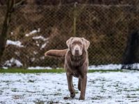 Deckrüde Labrador Retriever