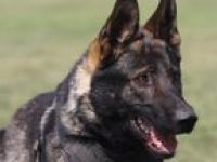 Hanni sucht neues zu Hause