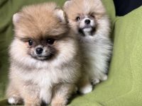 Pomeranian Zwergspitz Welpen Rüden Weibchen